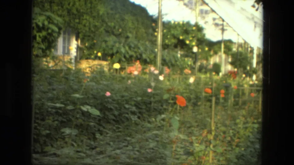 1972 Iran conservatory view with rose beds, leafy plants, vertical supports, and bright roof glazing.