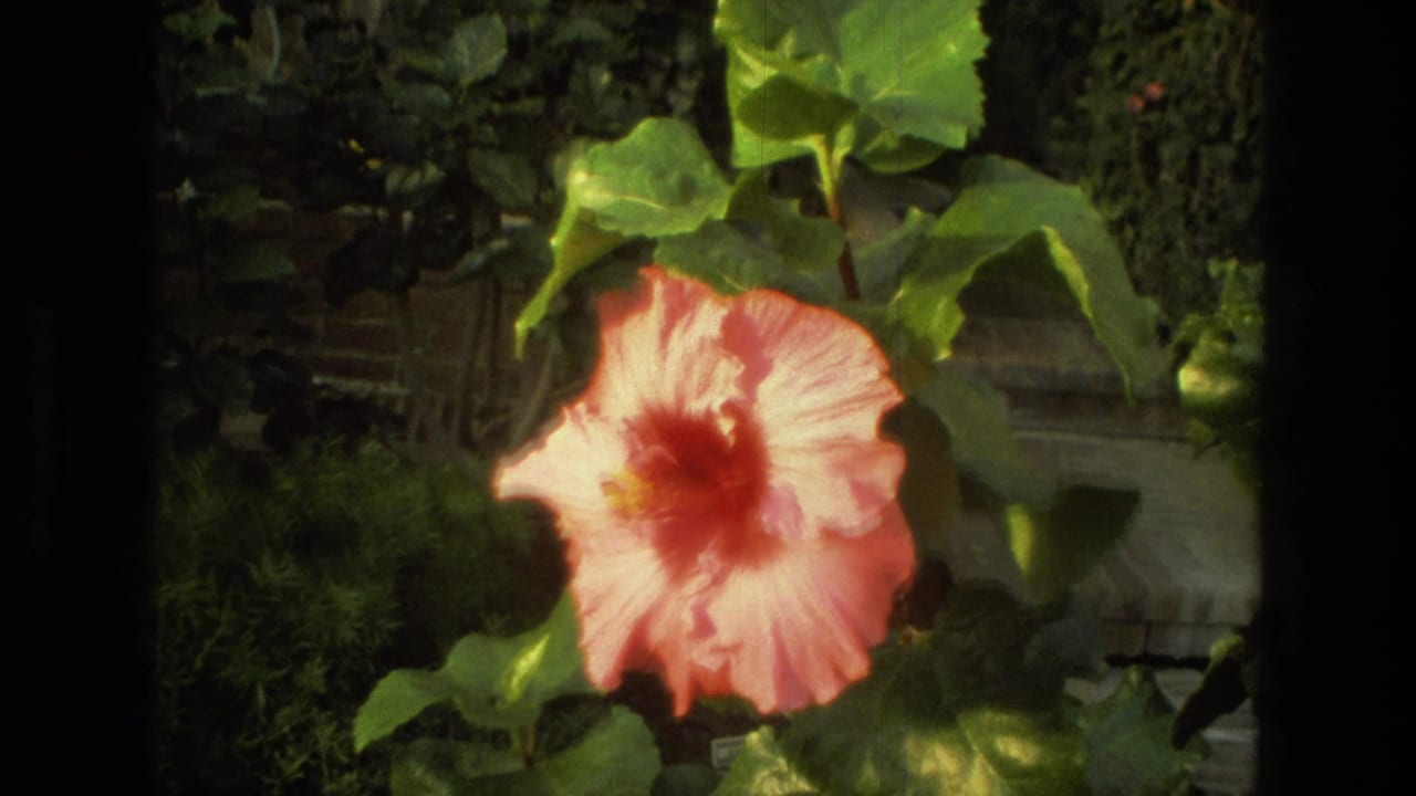 A pink hibiscus flower blooms among green leaves in a garden setting.