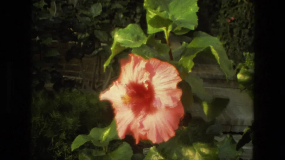 A close view shows a pink hibiscus blossom and broad green leaves, likely within the botanical garden sequence from Iran.