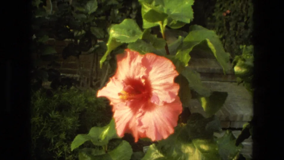 The 8mm frame lingers on a pink hibiscus in bloom, with soft focus, green leaves, and shadowed garden background.