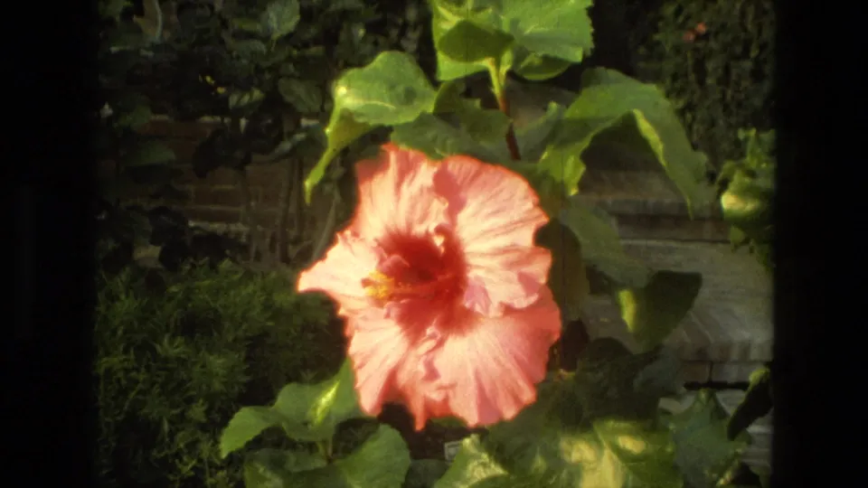 A pink hibiscus remains centered in the final 1972 Iran garden frame, surrounded by broad leaves and textured background foliage.