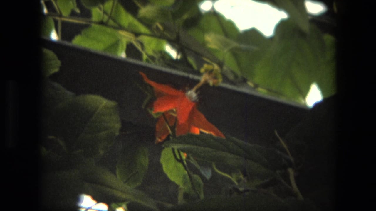 Red flower hanging among green leaves in bright garden light.
