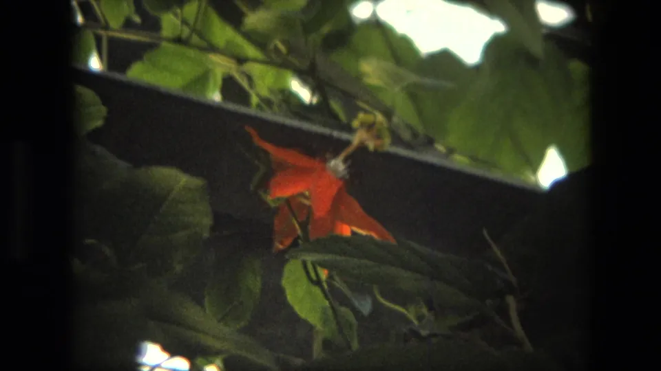 1972 8mm frame likely from Iran showing a red flower surrounded by green foliage and dappled sunlight.