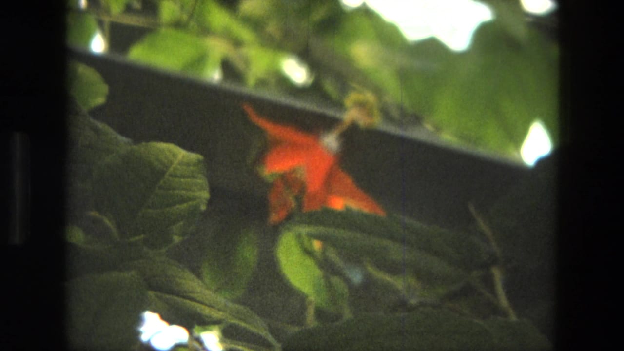 Red flower and green leaves seen in soft focus near a dark background.