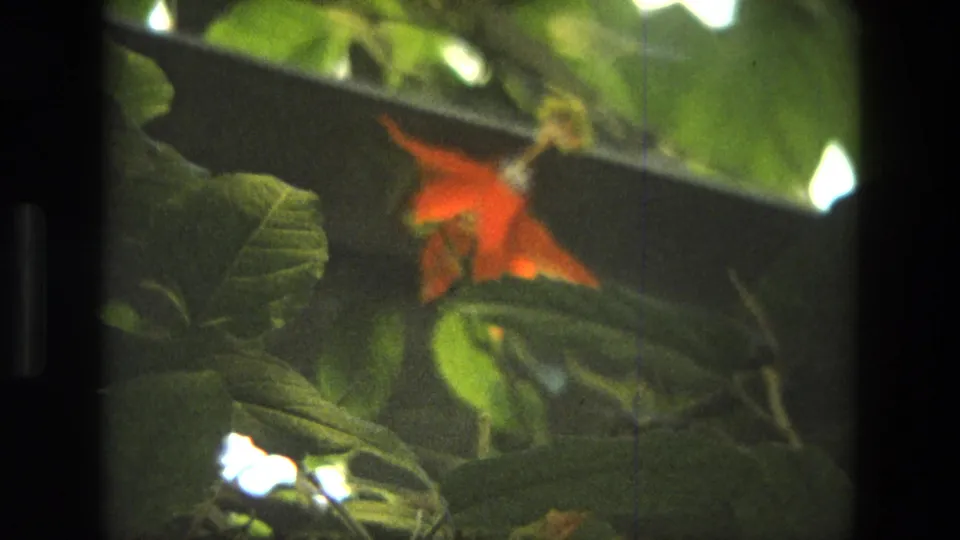 A blurred 8mm frame shows a red flower receding into green foliage with strong white sun patches.