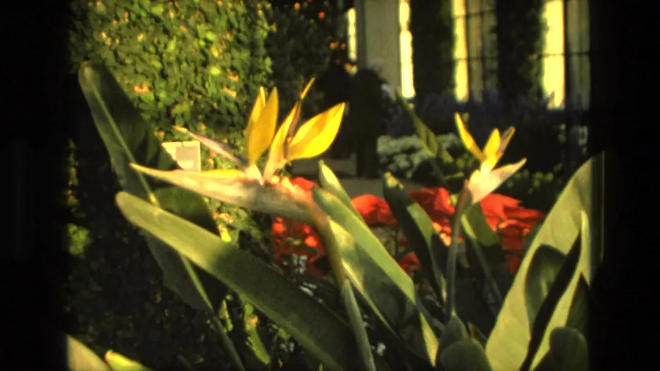Garden view likely from 1972 Iran showing pale orange flowers, red blooms, foliage, and a distant person-shaped figure near a fence.