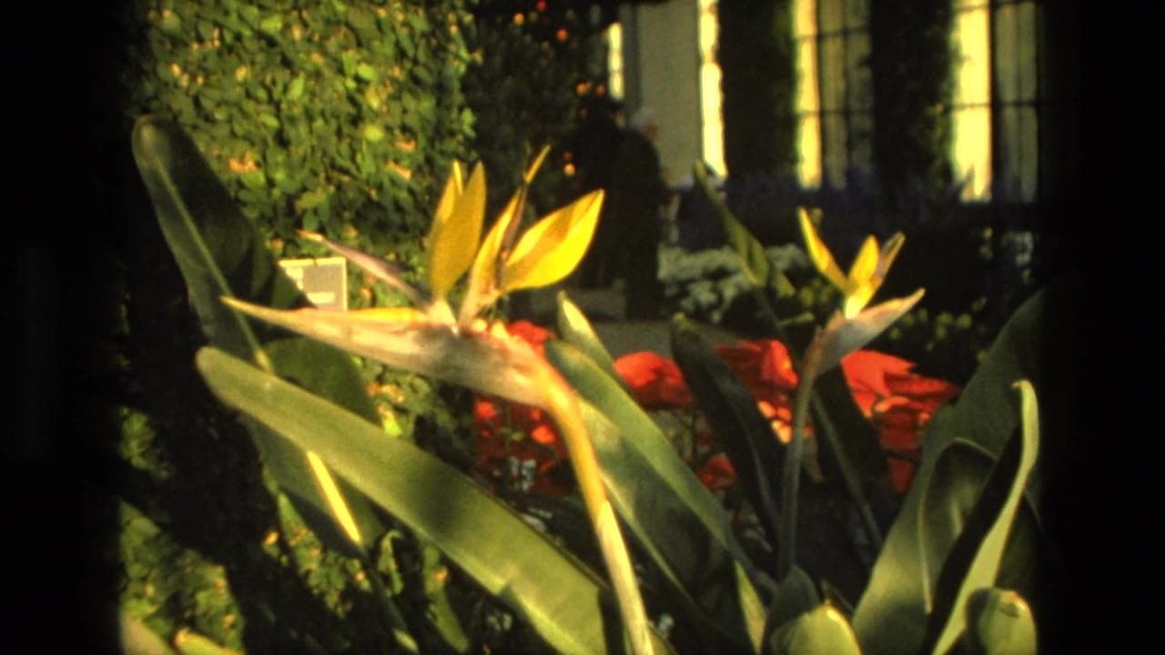 1972 Iran 8mm frame showing Bird of Paradise flowers, broad leaves, red blooms, ivy, and tall windows in a greenhouse garden.