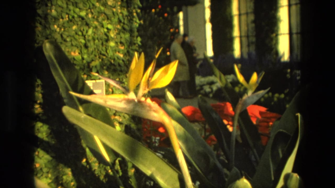 1972 Iran garden frame with yellow Bird of Paradise blooms, red flowers, ivy-covered supports, and a distant adult figure near windows.