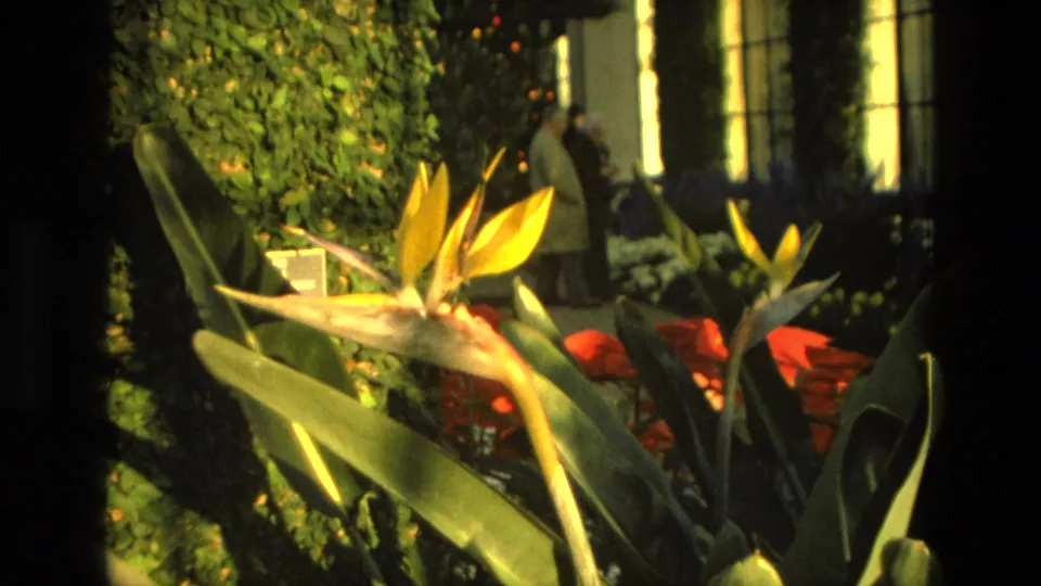 1972 Iran garden frame with yellow Bird of Paradise blooms, red flowers, ivy-covered supports, and a distant adult figure near windows.
