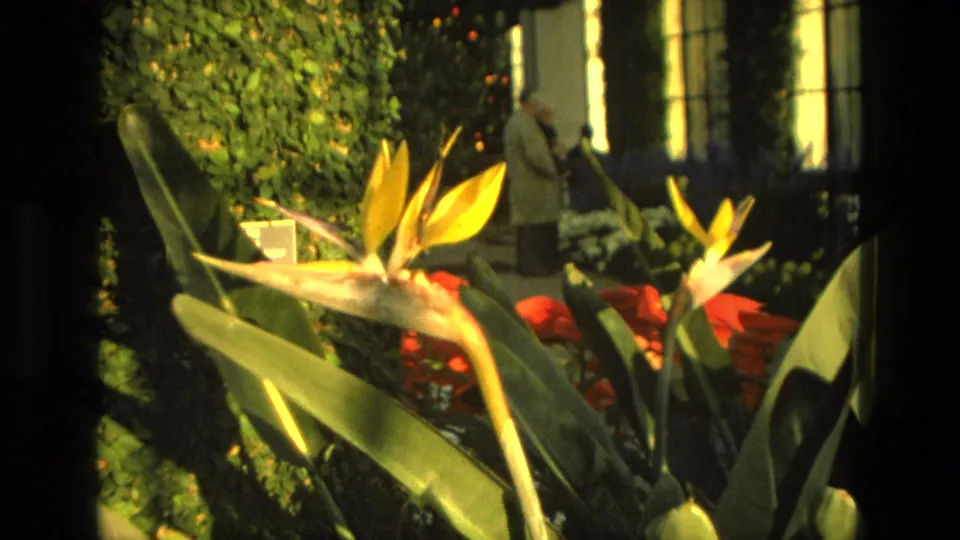 1972 Iran 8mm frame showing Bird of Paradise flowers and two distant men walking among ivy, windows, and red plantings.