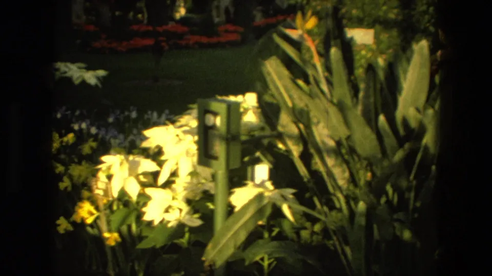 1972 Iran home-movie frame showing broad tropical leaves, pale flowers, red flower beds, ivy columns, and green signposts indoors.