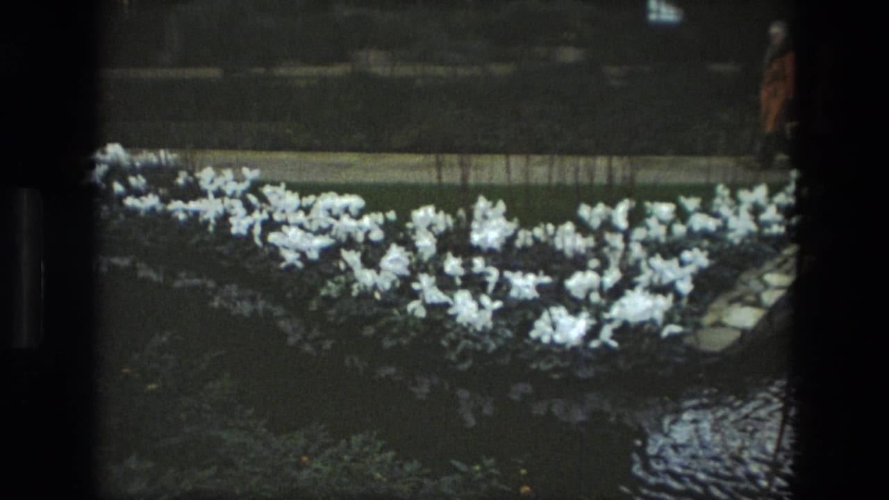 1972 Iran 8mm frame showing white blossoms around a pond, dark planting beds, a path, railings, and a distant park visitor.