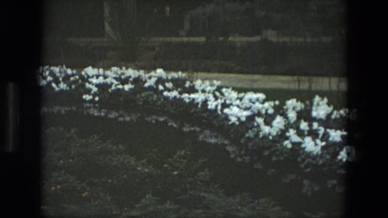 1972 Iran garden frame with a curved band of white flowers, pond water, dark foliage, path, and background railings.