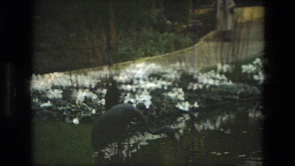The frame shows white flowers, dense plantings, a pond edge, and a dark bird-like garden figure within the indoor garden setting.