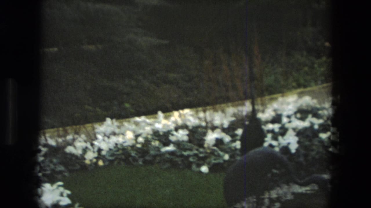 1972 Iran 8mm frame showing a dim garden, white flowers and an indistinct person partly silhouetted near the planting.