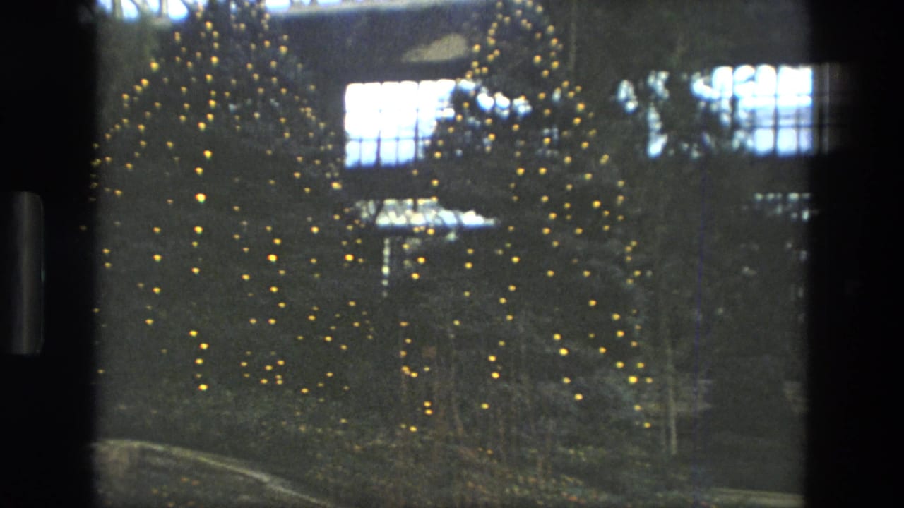 Lit Christmas trees seen at night through a dark window or film border.
