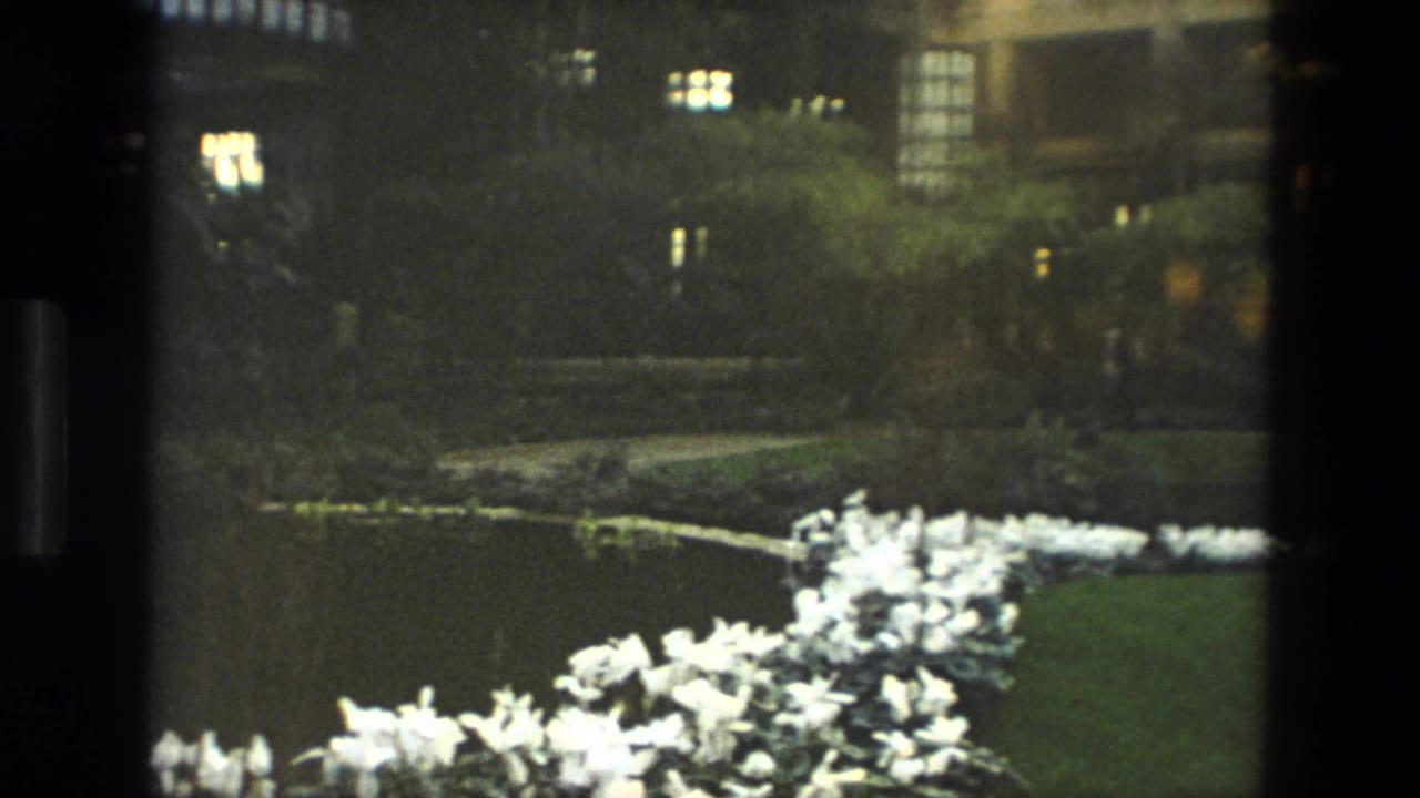 White flowers beside dark water with greenery and a building beyond.