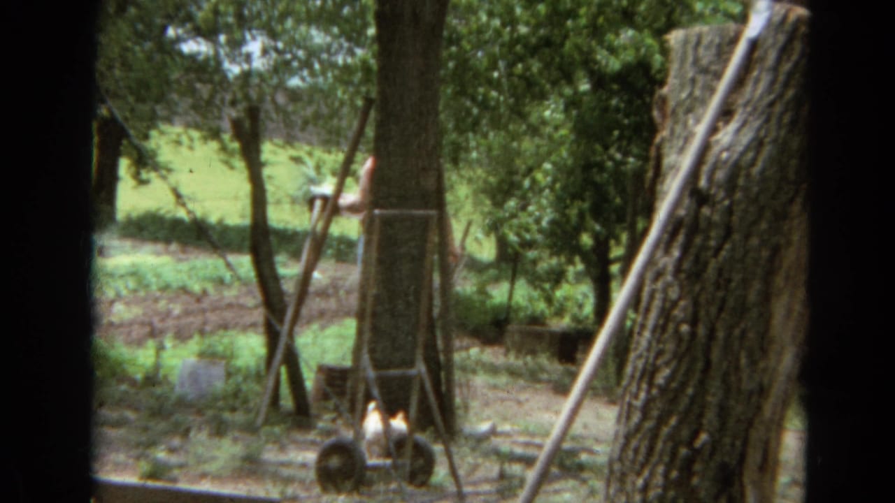 The woman appears partly hidden by tree trunks as she moves with a white container near the wire fence in the Branson yard.