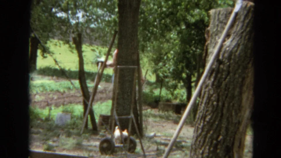 The woman appears partly hidden by tree trunks as she moves with a white container near the wire fence in the Branson yard.