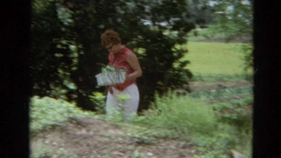 The woman follows a dirt path through dense greenery in the 1968 Branson home movie, carrying a white box of plants.