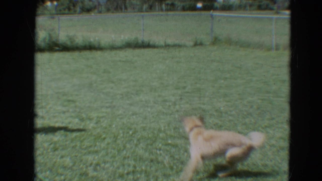 Light-colored dog runs across a fenced grassy yard.