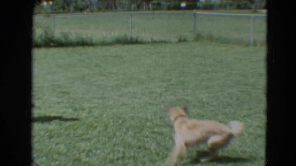 A light-colored dog runs through a fenced backyard in the 1968 Branson, Missouri home-movie scene.