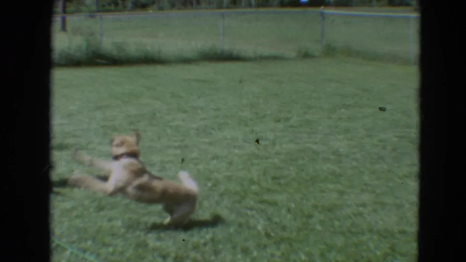 A light-colored dog jumps and twists on the lawn in a fenced Branson backyard, captured on 8mm film.