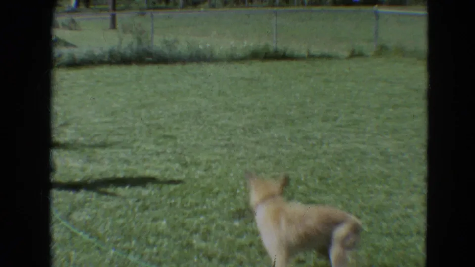 The dog pauses or turns in the grassy fenced yard during the short 1968 Branson home-movie clip.