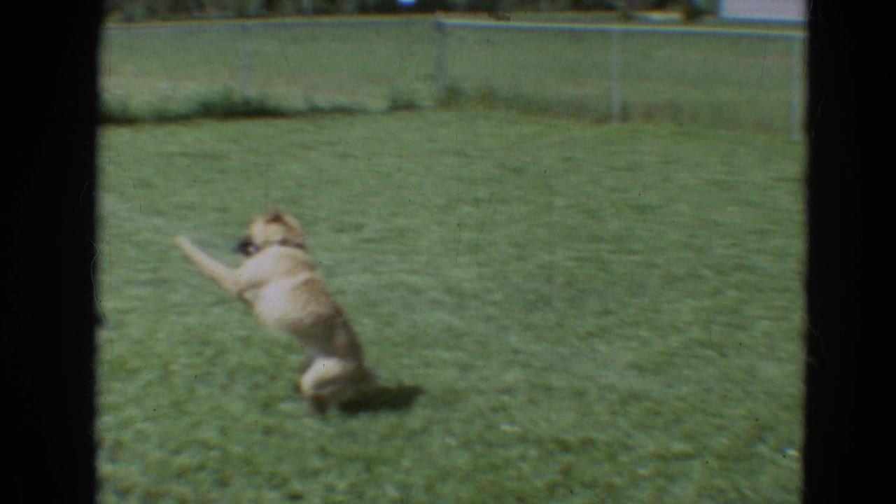 Light-colored dog bounds across grass in a Branson, Missouri 1968 home-movie frame with chain-link fencing behind it.