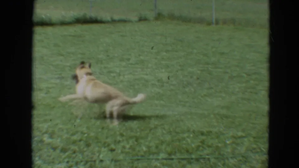1968 Branson home-movie frame showing a light-colored dog running across a grassy yard in soft, grainy 8mm color.