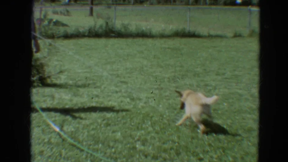 Light-colored dog runs away across a grassy Branson yard, with a partial figure and leash or line visible at the edge of the 1968 frame.