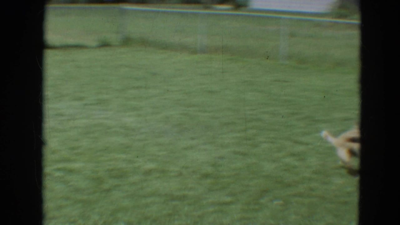 Open grassy yard with hose water spraying toward a partially visible dog at the edge.