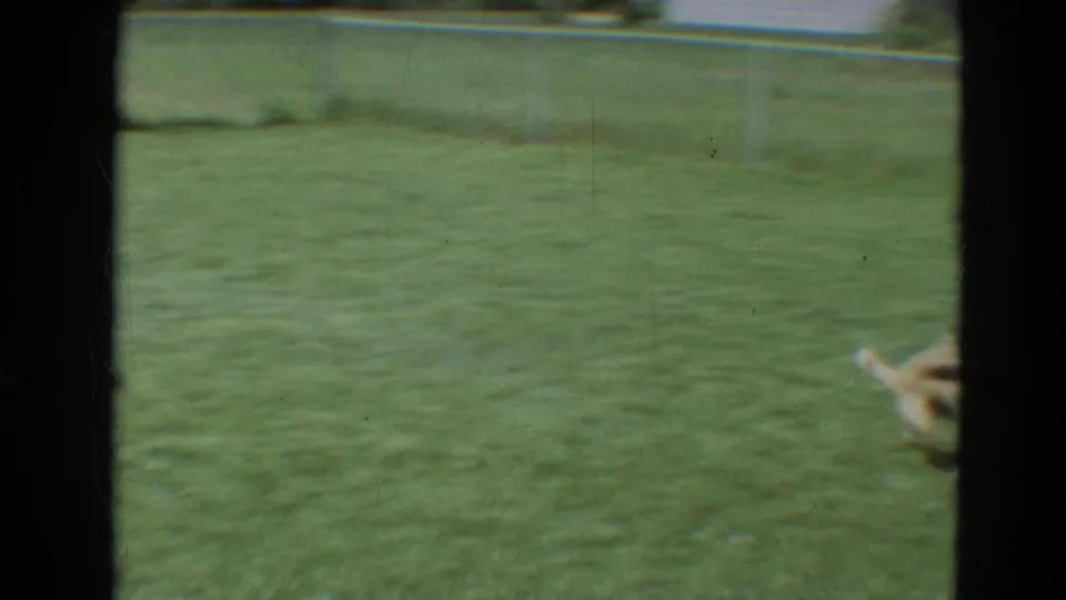 A 1968 Branson backyard view shows lawn and fence as hose water reaches toward a partly visible brown dog near the frame edge.