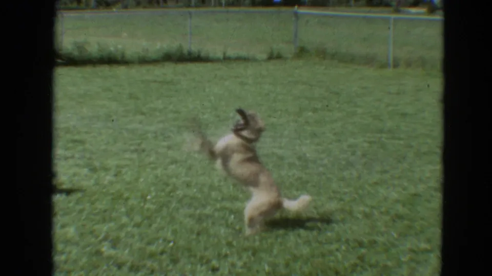 The brown dog jumps playfully through hose spray on a sunny Branson lawn in this 1968 8mm home-movie frame.
