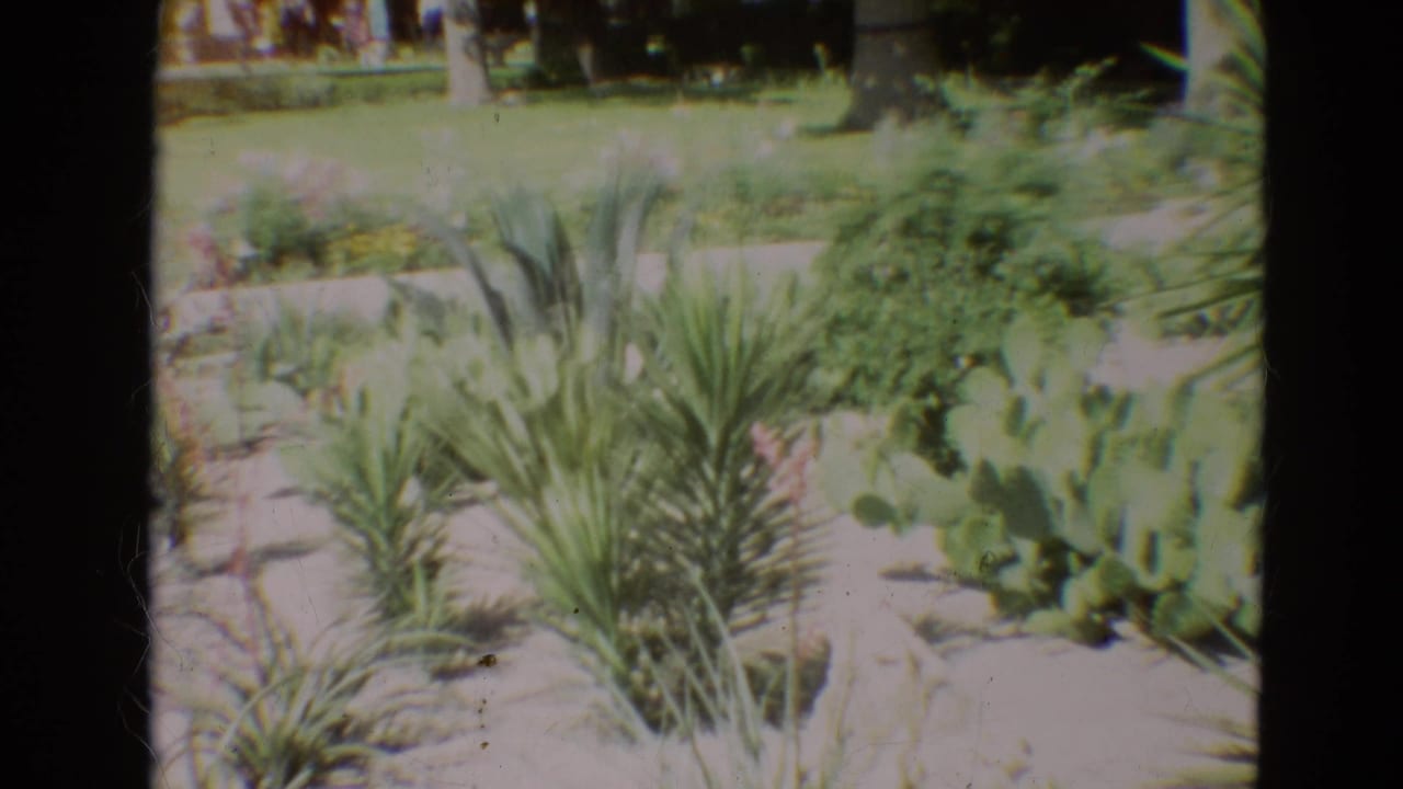 1968 Branson home-movie frame showing a sandy ornamental bed with yucca-like plants, prickly pear cactus pads, flowers, lawn, and trees.