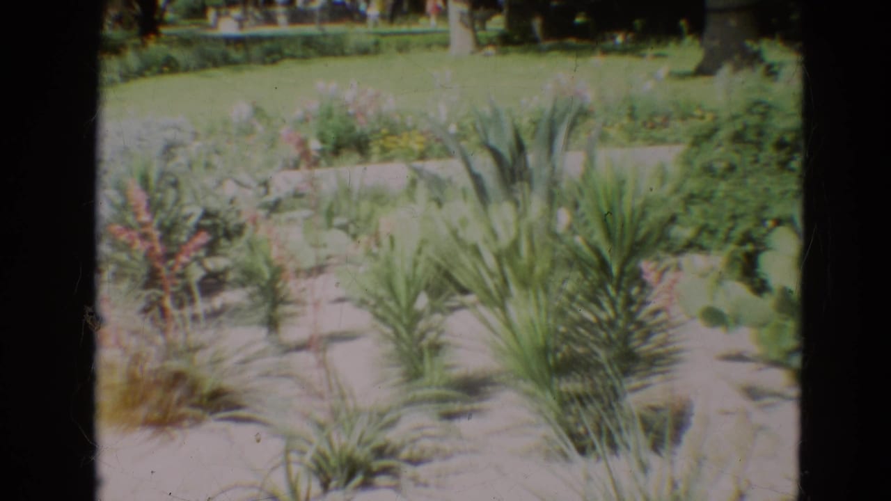 1968 Branson garden frame with spiky ornamental plants, cactus pads, pink blooms, a green lawn, and trees in soft 8mm color.