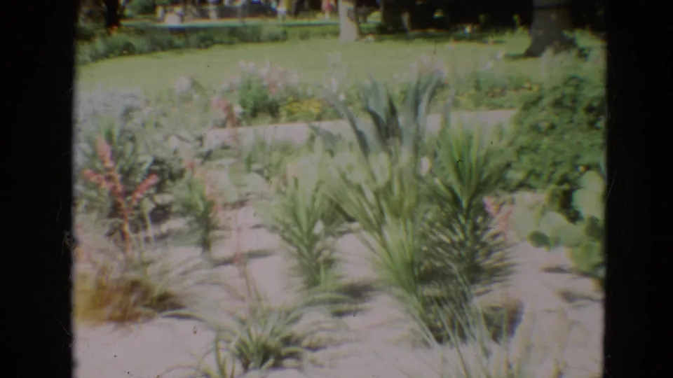 1968 Branson garden frame with spiky ornamental plants, cactus pads, pink blooms, a green lawn, and trees in soft 8mm color.