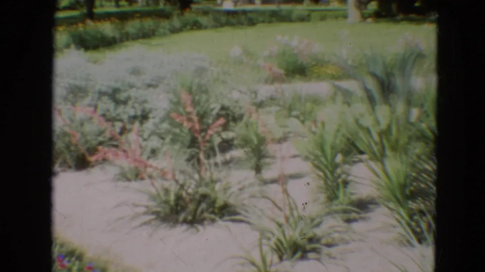 1968 Branson 8mm frame showing a close garden view of flowering stalks, spiky leaves, pale sandy ground, lawn, shrubs, and trees.