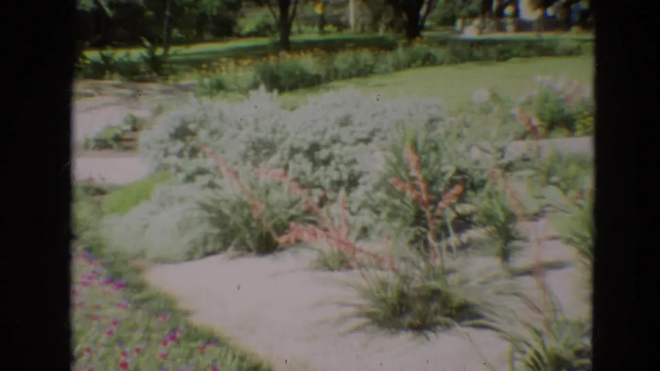 1968 Branson home-movie frame of a landscaped bed with silver-green shrubs, spiky plants, pink flowers, cactus pads, lawn, and trees.