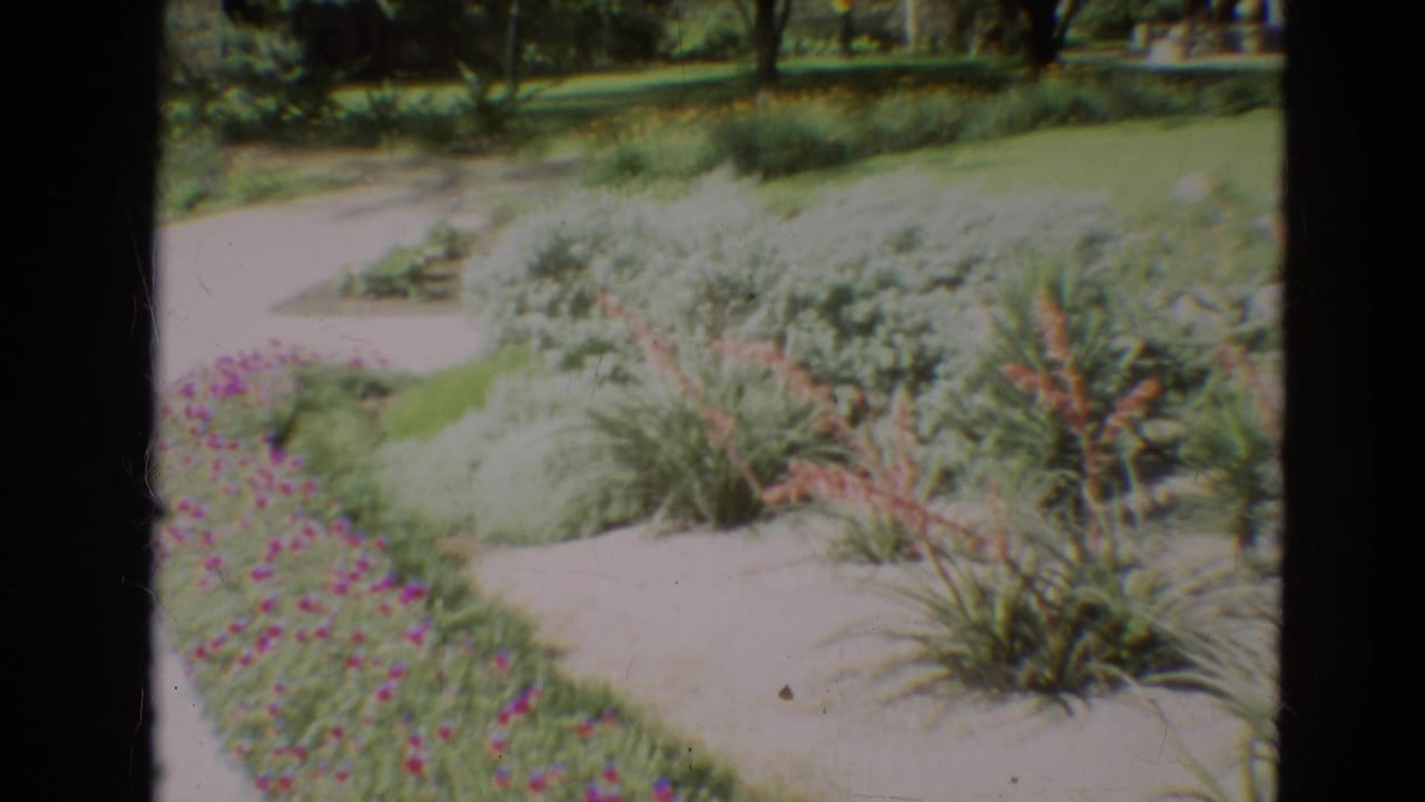 Sunny garden paths with flowering borders and tall plants beside a lawn.