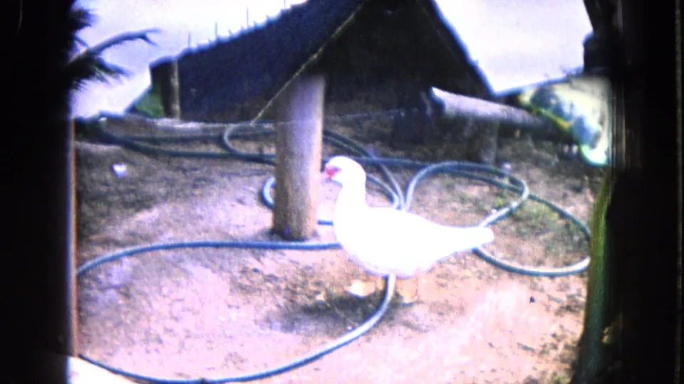1968 Honolulu home-movie frame showing a white duck beside a vertical post and looping garden hose in a tropical yard.
