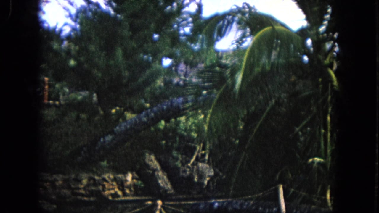 Palm trees and dense tropical foliage behind a low wooden fence.