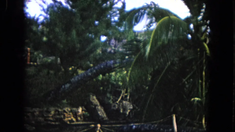 1968 Honolulu 8mm frame showing palms, shaded greenery, rough trunks, and a low rustic fence.