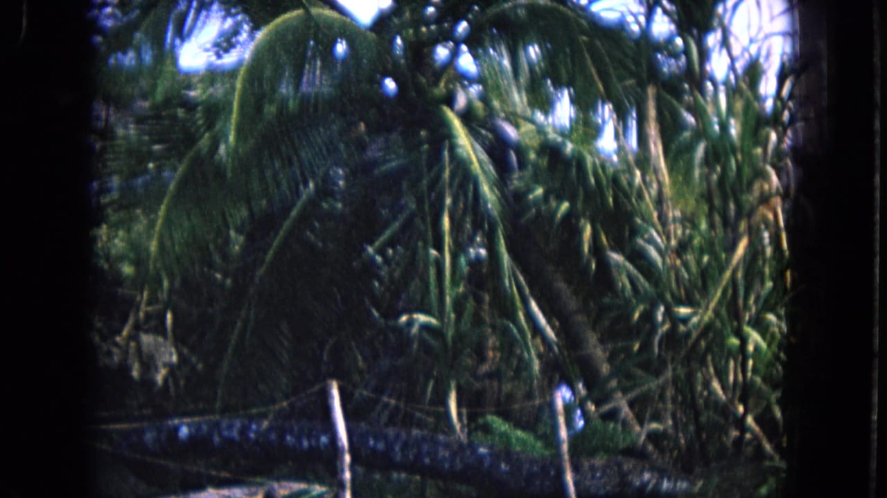 Palm trees and dense tropical greenery seen through a dark film frame edge.