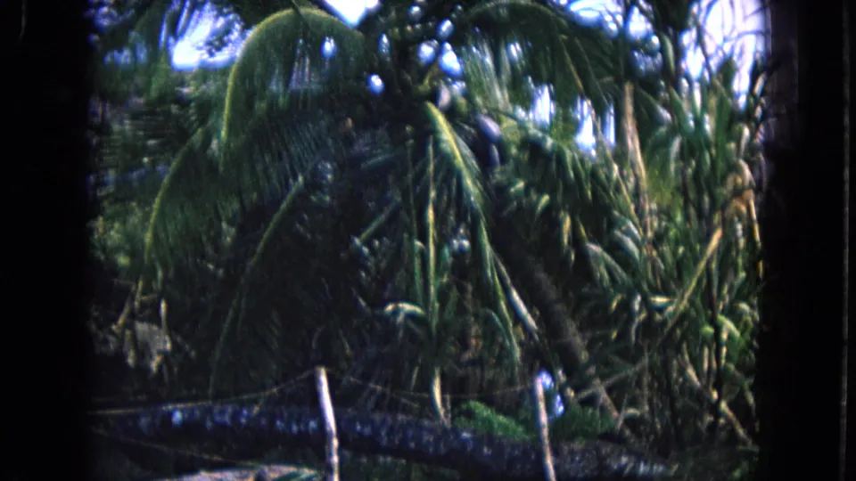 1968 Honolulu home-movie frame with palm fronds, tropical foliage, and dark 8mm frame borders.