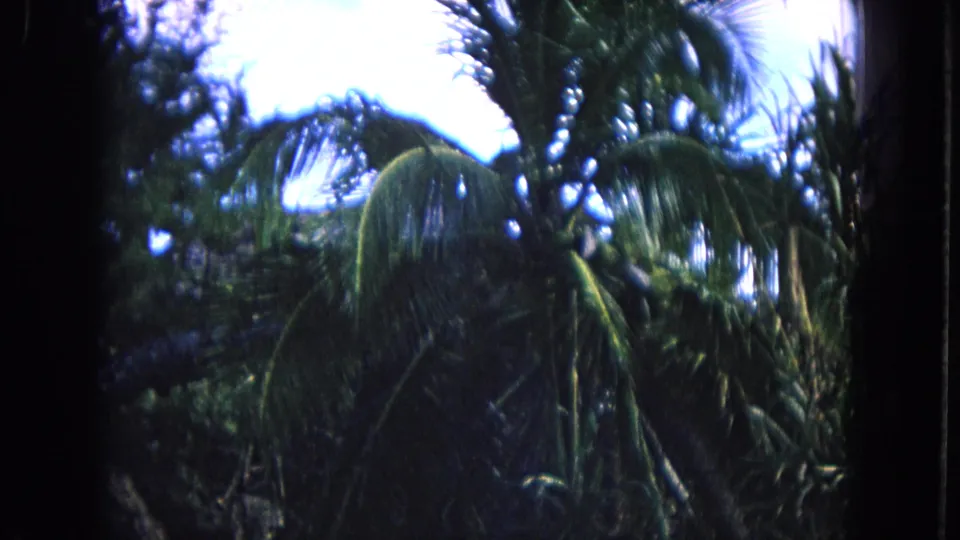 1968 Honolulu 8mm frame showing palm fronds and shaded tropical vegetation under a bright sky.