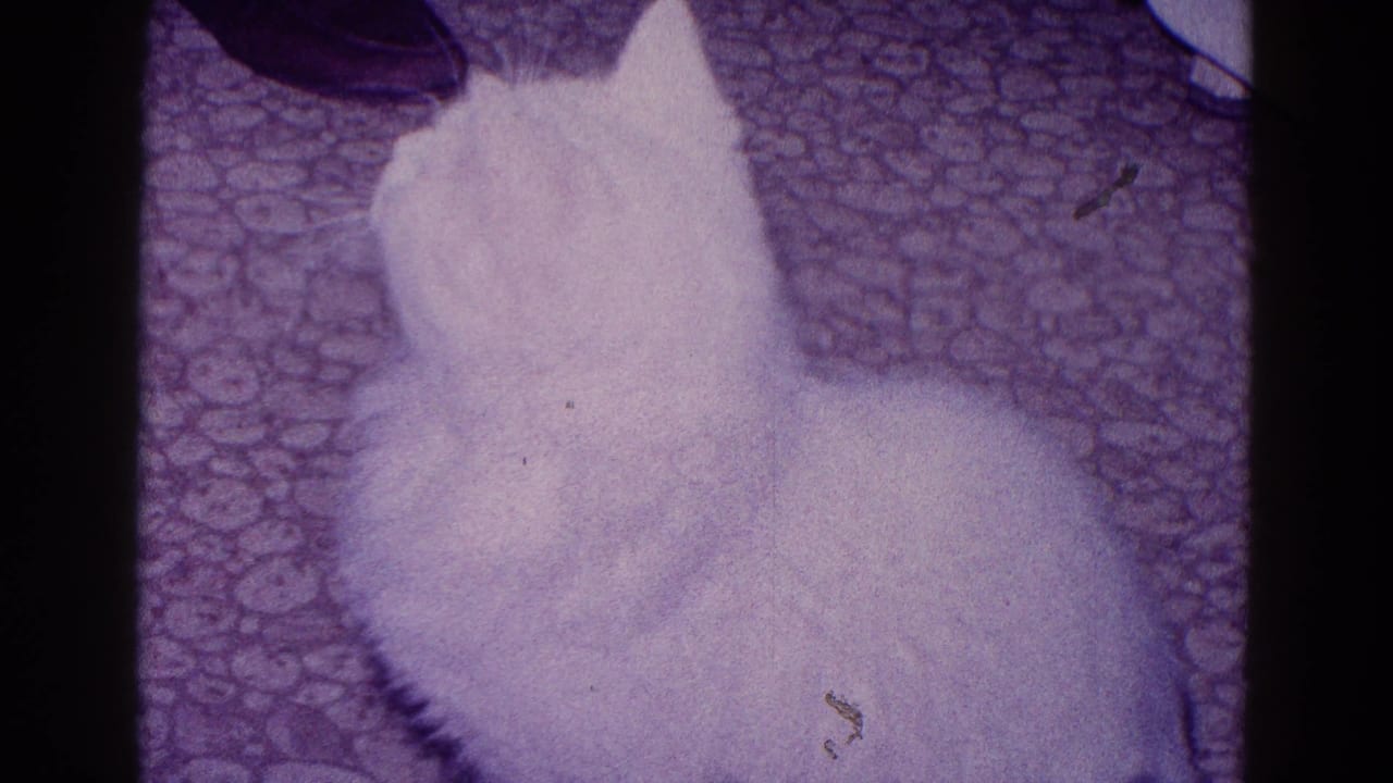 A fluffy white cat sits on a patterned carpet in a 1968 Minnesota interior, looking upward toward someone or something off-camera.