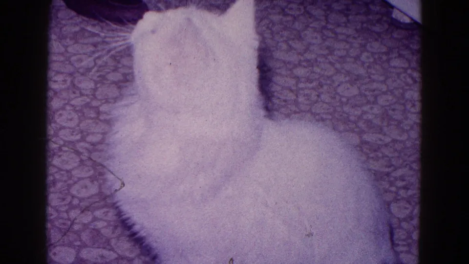 The white cat is shown from behind on a patterned carpet, its ears forward as it faces away within the Minnesota home interior.