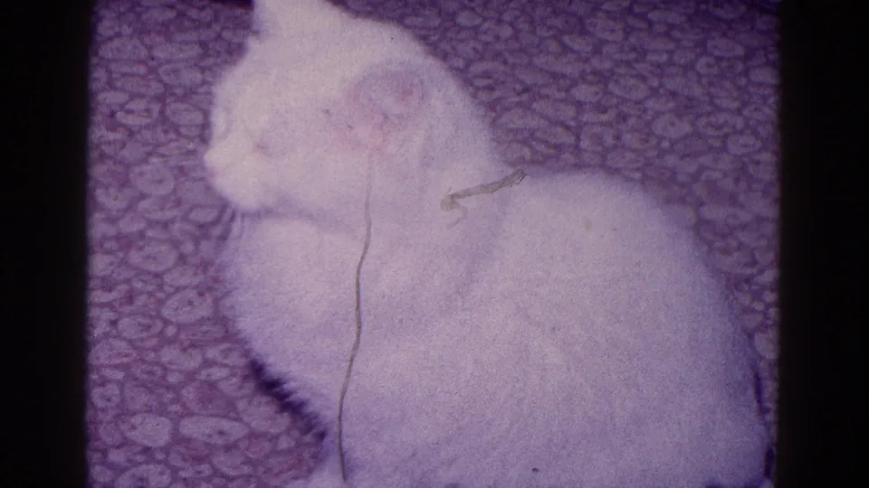 The white cat sits in profile on the patterned carpet, with soft fur detail and visible film scratches in the 1968 Minnesota home-movie frame.