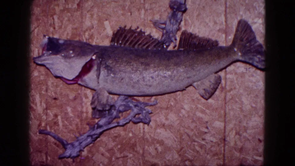 1968 Minnesota 8mm frame showing a mounted fish trophy with open mouth and fins against a wood-paneled wall.